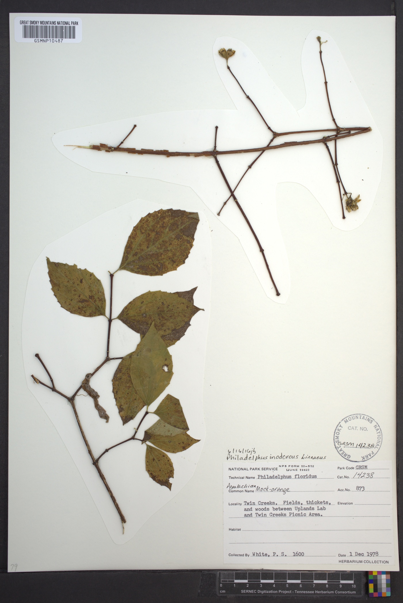 Philadelphus inodorus image