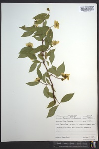 Philadelphus inodorus image