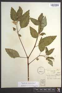 Impatiens pallida image