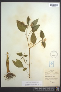 Impatiens pallida image