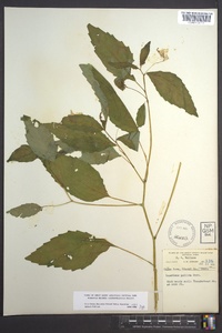 Impatiens pallida image