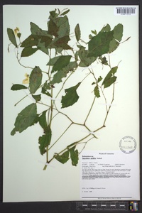 Impatiens pallida image