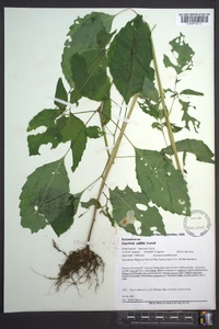 Impatiens pallida image