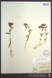 Phlox drummondii image