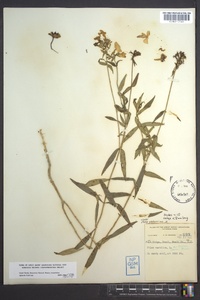 Phlox glaberrima image