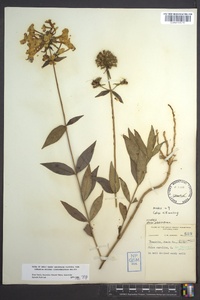 Phlox glaberrima image