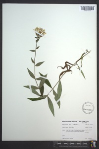 Phlox glaberrima image