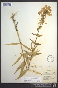 Phlox maculata image