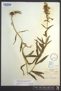 Phlox maculata image