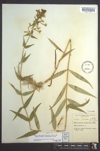 Phlox maculata image