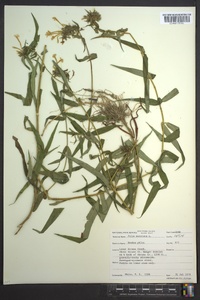 Phlox maculata image