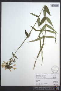 Phlox maculata image