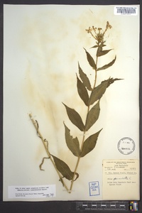 Phlox paniculata image