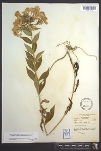 Phlox paniculata image