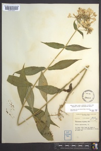 Phlox paniculata image