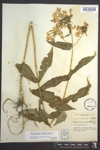 Phlox paniculata image