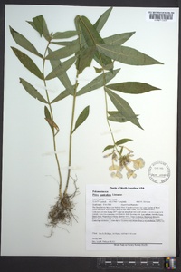 Phlox paniculata image