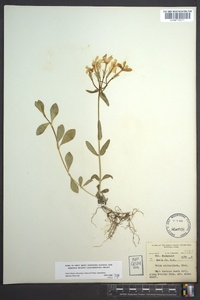 Phlox stolonifera image