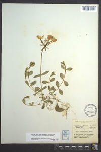 Phlox stolonifera image