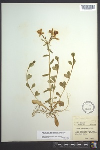 Phlox stolonifera image