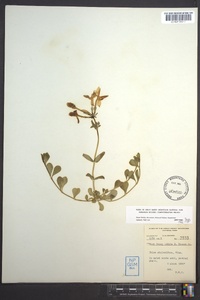 Phlox stolonifera image