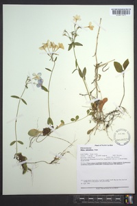 Phlox stolonifera image