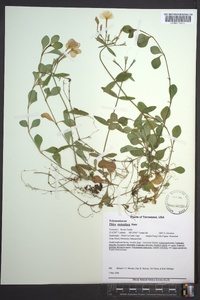 Phlox stolonifera image