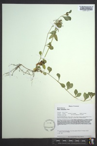 Phlox stolonifera image