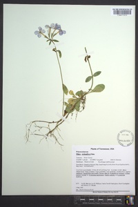 Phlox stolonifera image