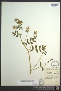 Polemonium reptans image