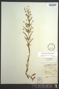 Lysimachia lanceolata image