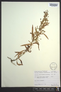 Lysimachia lanceolata image