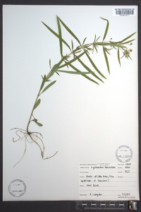 Lysimachia lanceolata image