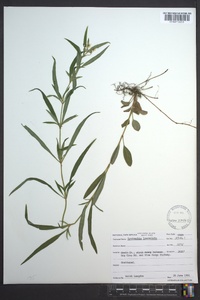 Lysimachia lanceolata image