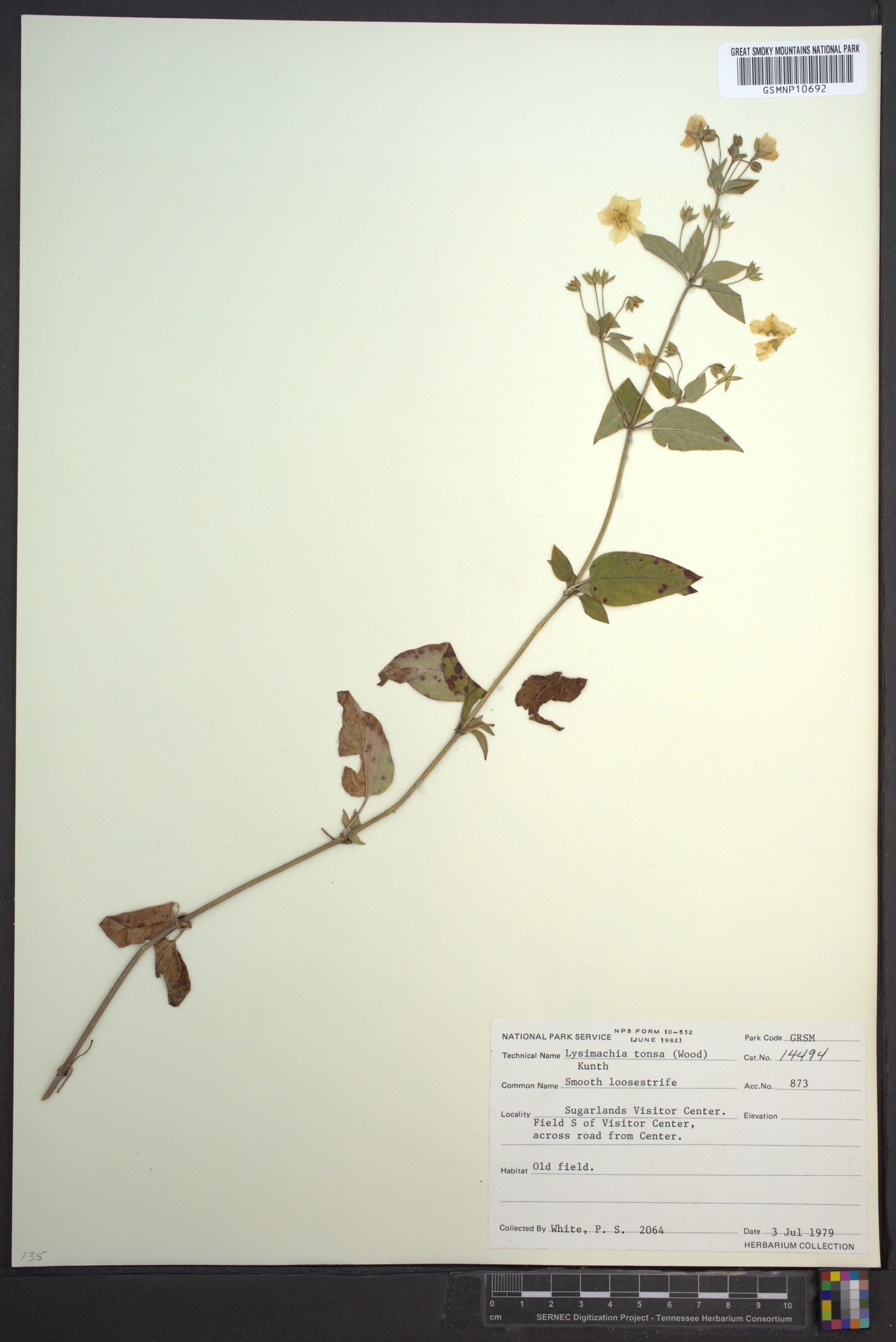 Lysimachia tonsa image