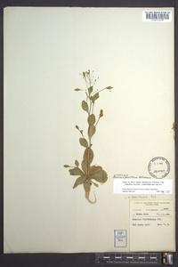 Samolus parviflorus image