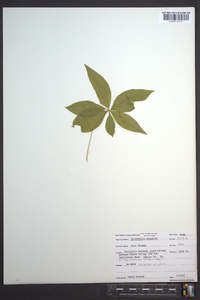 Trientalis borealis image