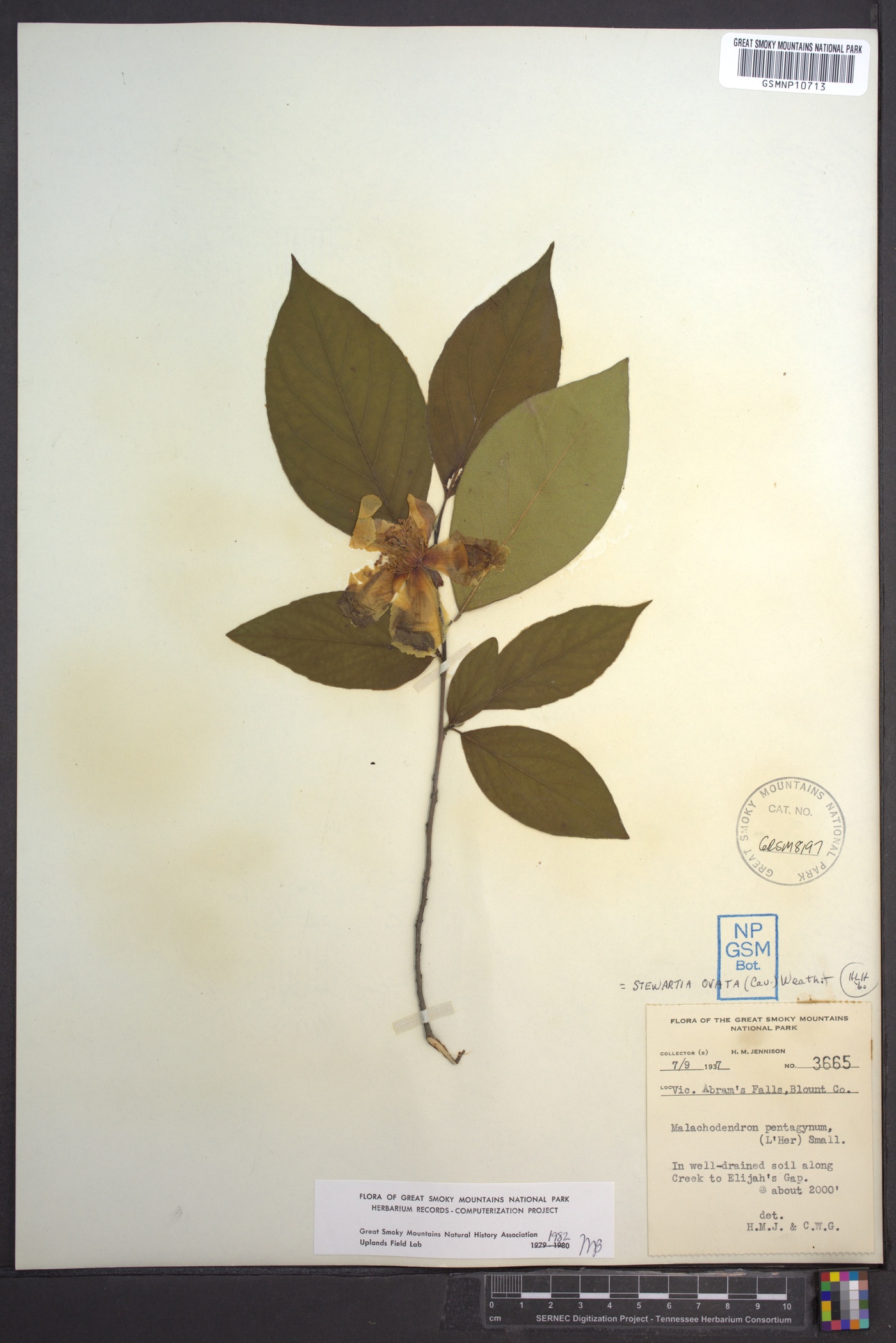 Stewartia ovata image