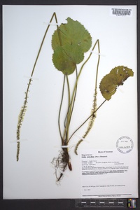 Galax urceolata image