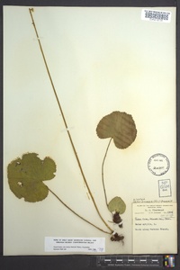 Galax urceolata image