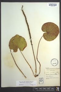 Galax urceolata image