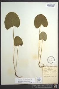 Galax urceolata image