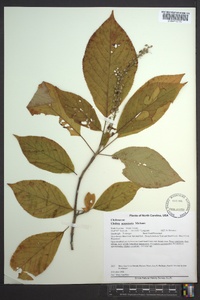 Clethra acuminata image