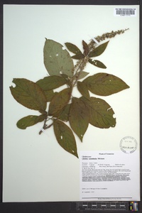 Clethra acuminata image