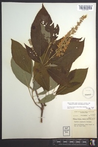 Clethra acuminata image