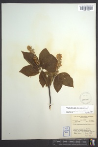 Clethra acuminata image