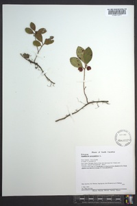 Gaultheria procumbens image