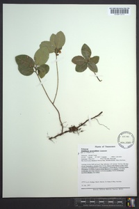 Gaultheria procumbens image