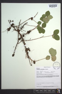 Gaultheria procumbens image