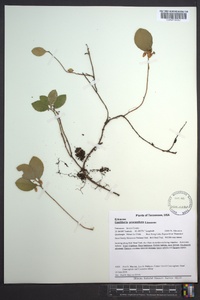 Gaultheria procumbens image